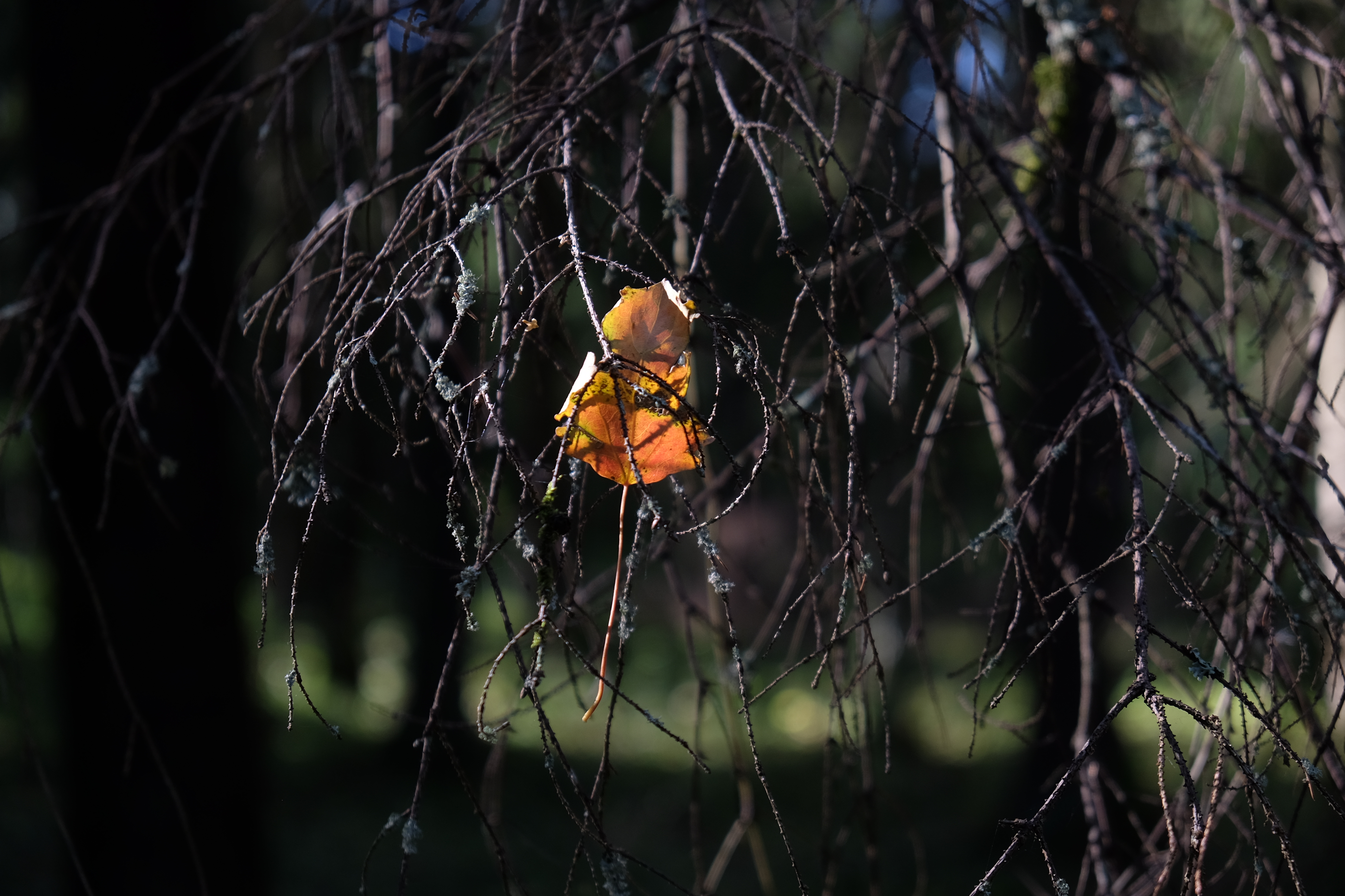 Ett löv hänger i ett träd