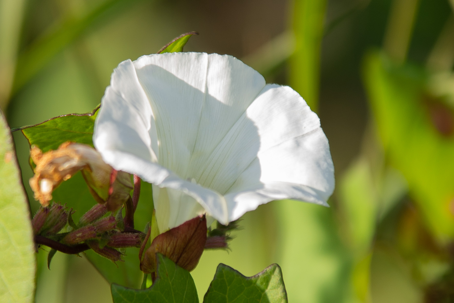 vit vacker blomma som en klocka